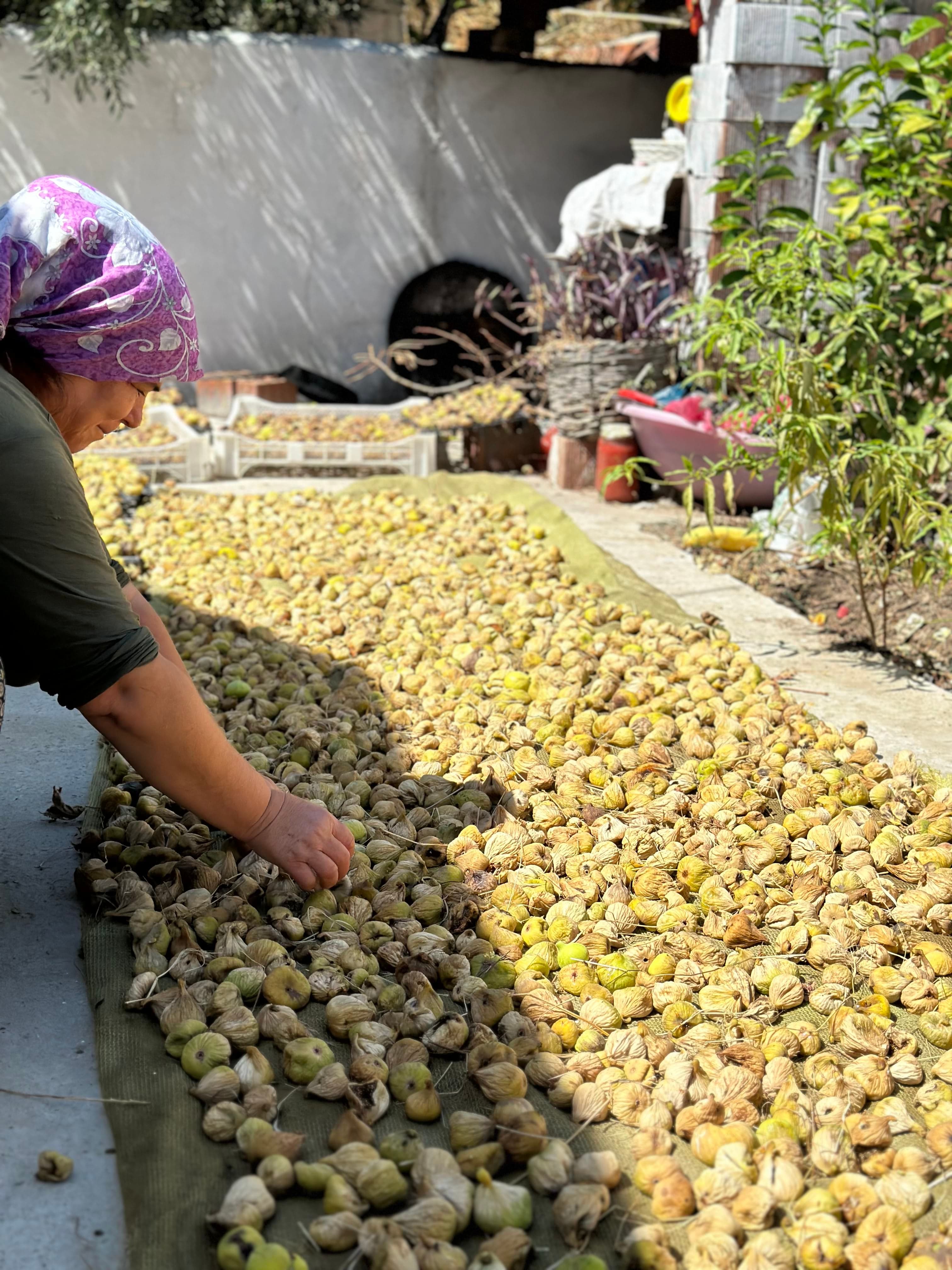 Sun Drying Process